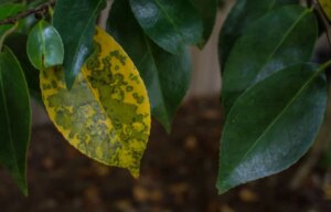 Scopri il trucco dei vivaisti per riportare le piante con foglie gialle al loro originale verde brillante