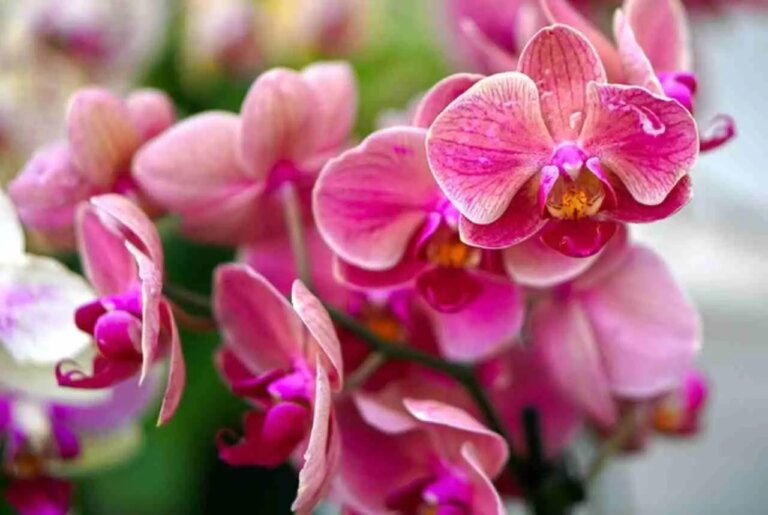 immagine2